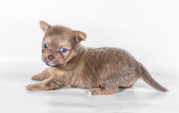 白い背景の前にチワワの子犬