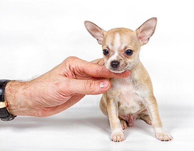 白い背景の前にチワワの子犬