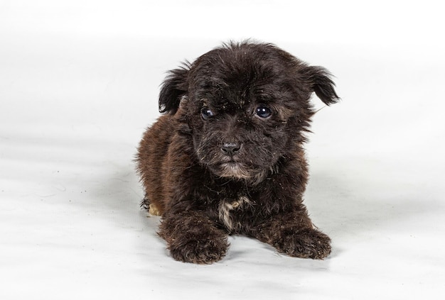 白い背景の前にチワワの子犬