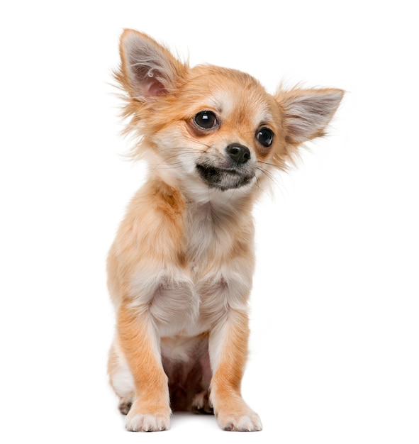 Chihuahua puppy in front of a white wall