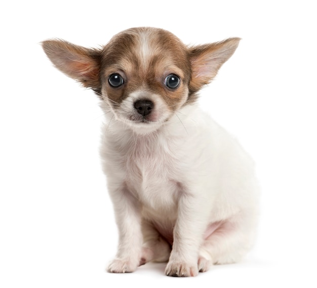 Chihuahua puppy in front of a white wall