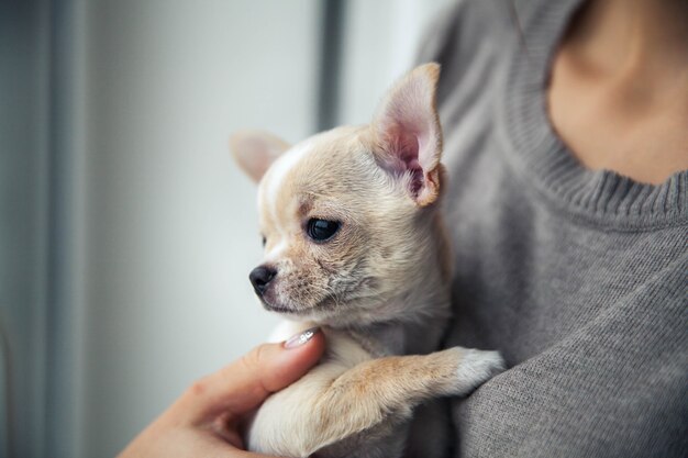 素敵なマニキュアを持つ女の子の手にチワワの子犬。