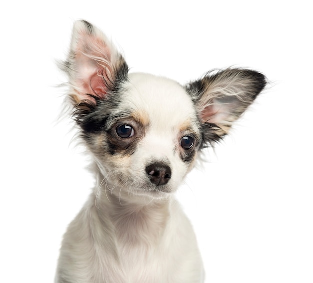 Chihuahua puppy isolated on white