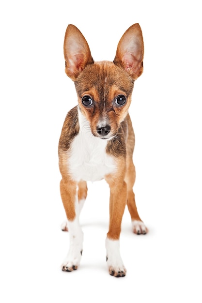 Chihuahua Puppy Isolated on White