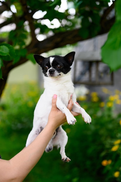 Cucciolo di chihuahua giace tra le braccia della padrona con le sue zampe infilate nel cane alza gli occhi e distoglie lo sguardo