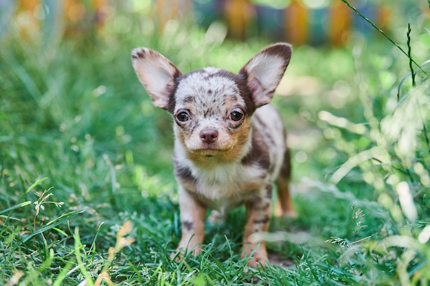 Chihuahua puppy, little dog in garden. Cute small doggy on grass. Short haired chihuahua breed.