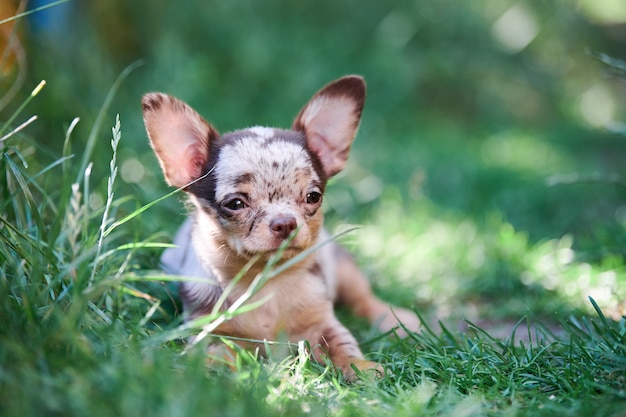 草の中に横たわっているチワワの子犬