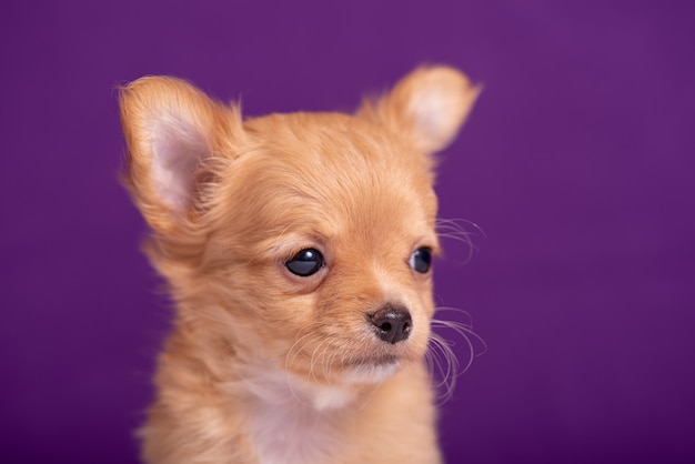 Chihuahua puppy op paars