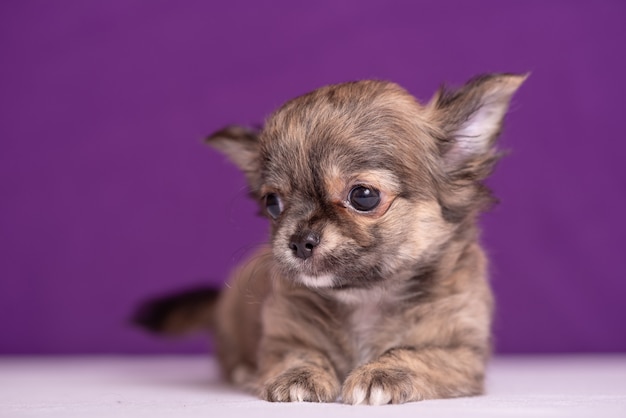 Chihuahua puppy op paars