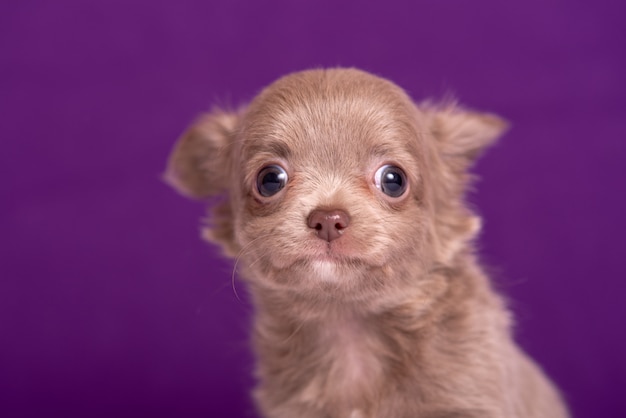 Chihuahua puppy on purple