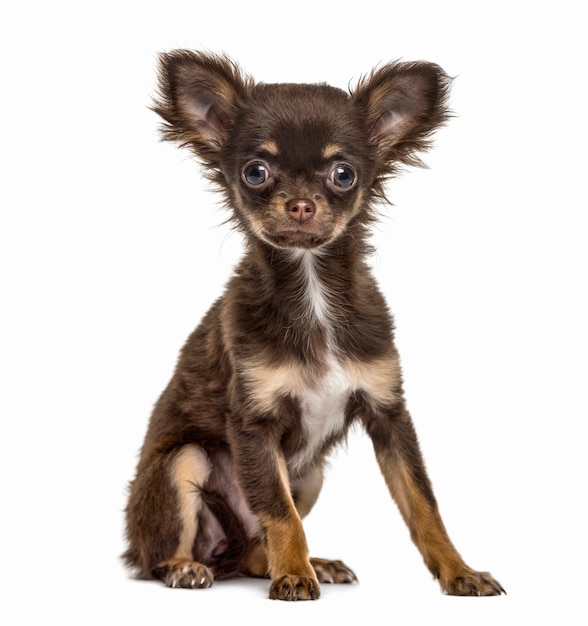 Chihuahua puppy sitting, isolated on white