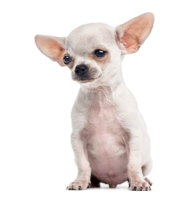 座っているチワワの子犬白で隔離