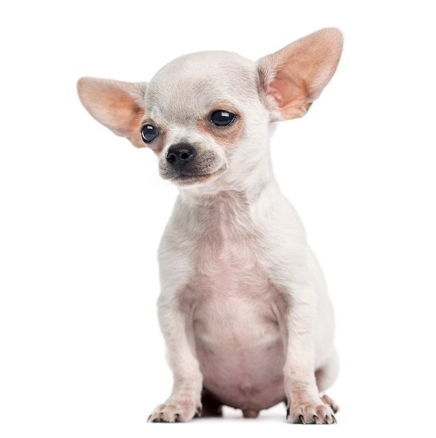 Chihuahua puppy sitting isolated on white