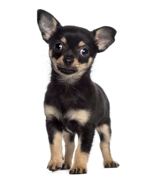 Chihuahua puppy standing