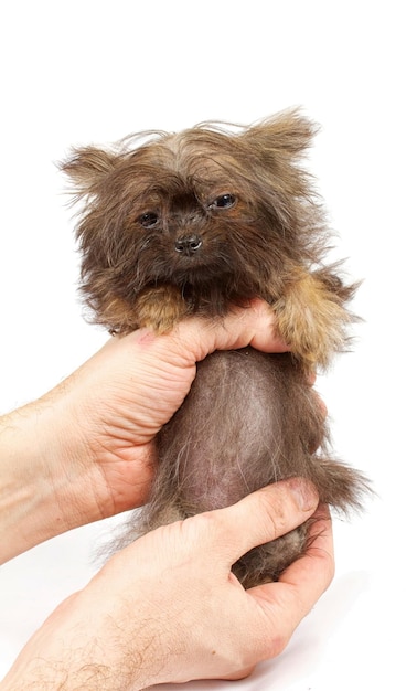 Chihuahua puppy in studio