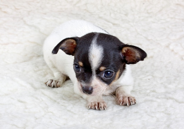 スタジオでチワワの子犬