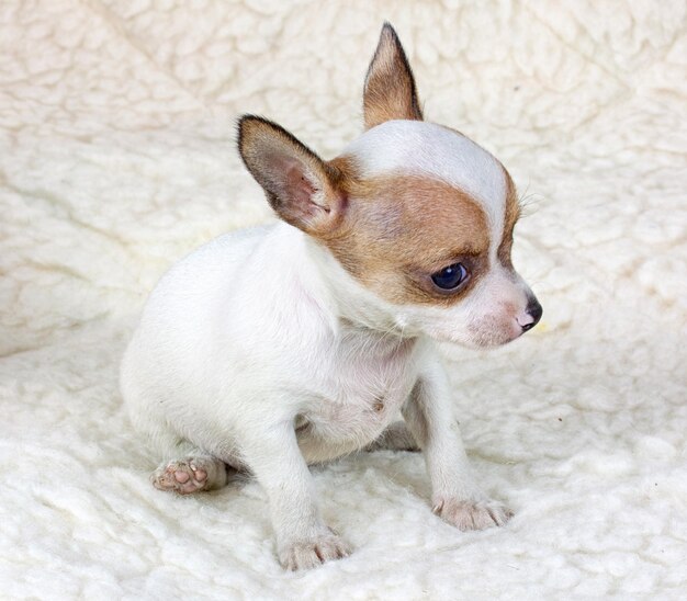 Photo chihuahua puppy in studio