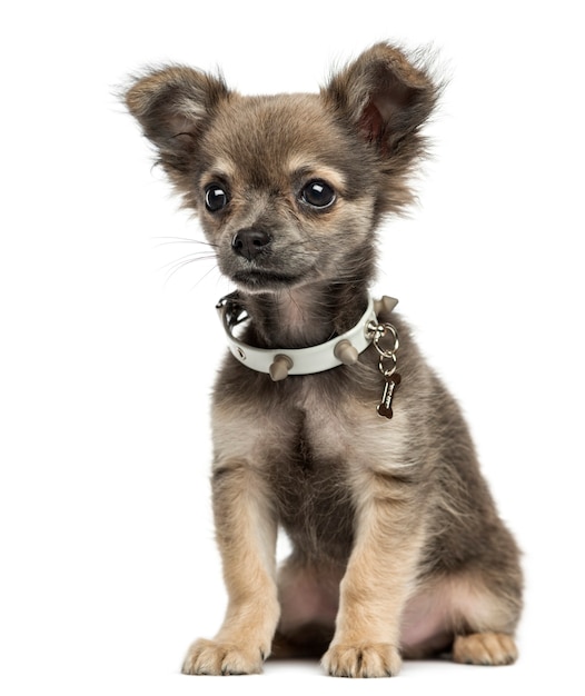 Chihuahua puppy vergadering geïsoleerd op wit