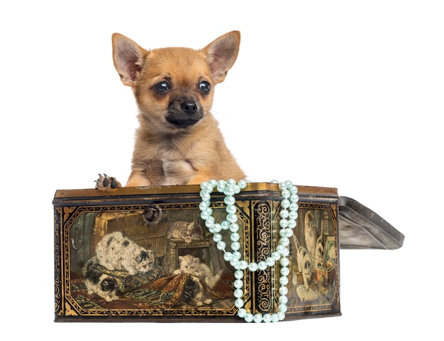 Chihuahua puppy in a vintage box isolated on white