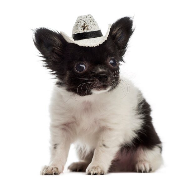 Chihuahua puppy wearing a cowboy hat