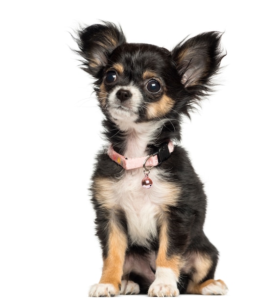 Chihuahua puppy wearing fancy collar isolated on white