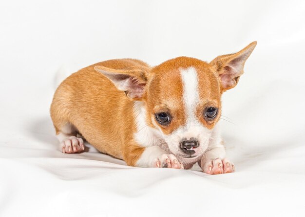 白い背景の上のチワワの子犬