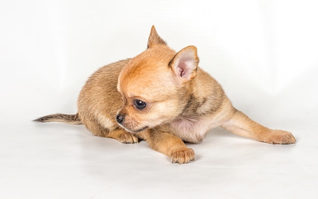 白い背景の上のチワワの子犬