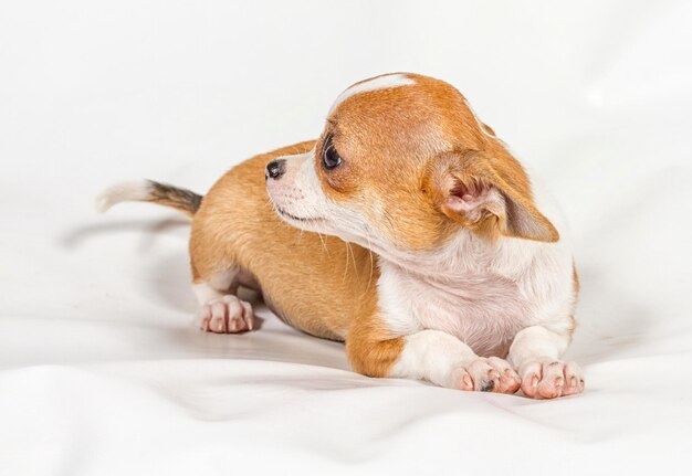 白い背景の上のチワワの子犬