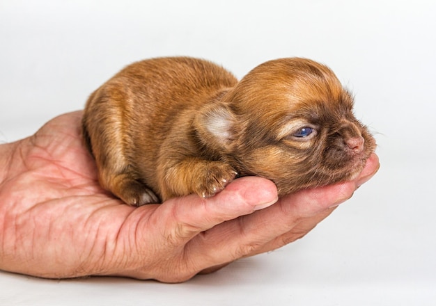 Chihuahua puppy on white background