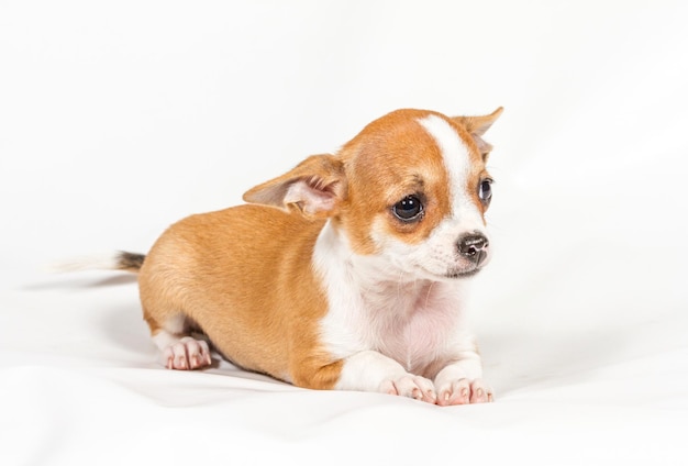 Chihuahua puppy on white background