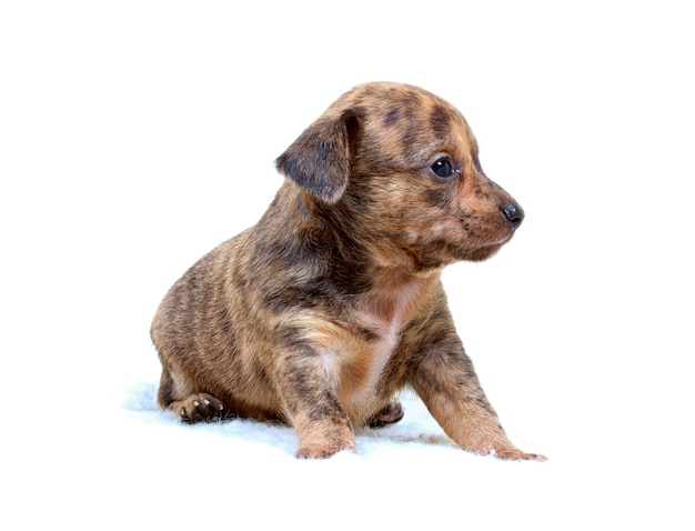 Chihuahua puppy on white