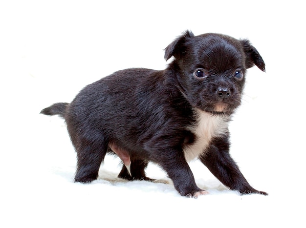 Chihuahua puppy on white