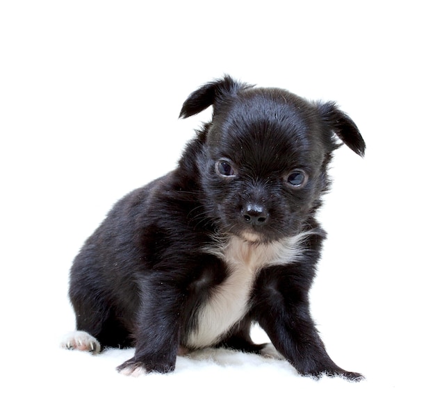 Chihuahua puppy on white