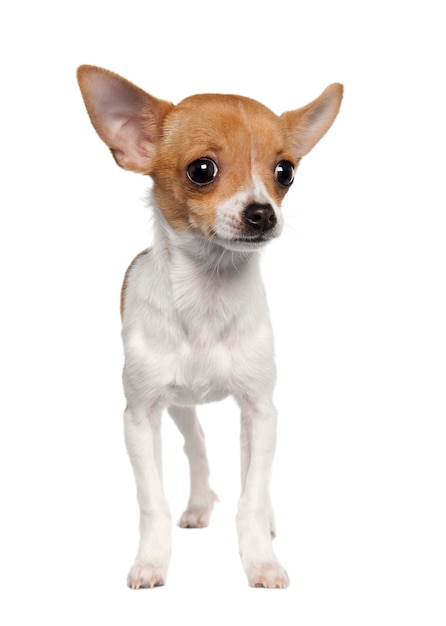 Chihuahua puppy with 4 months old. Dog portrait isolated