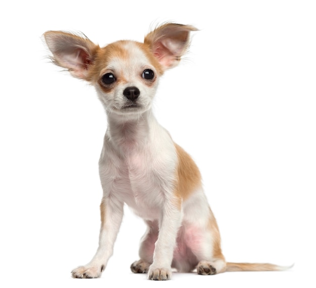 Chihuahua puppy zitten en wegkijken