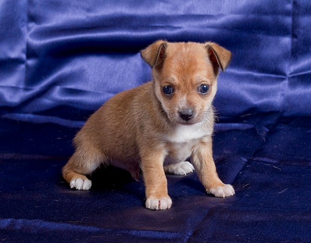 チワワの子犬