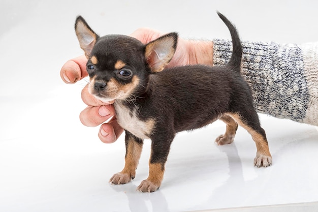 Chihuahua puppy