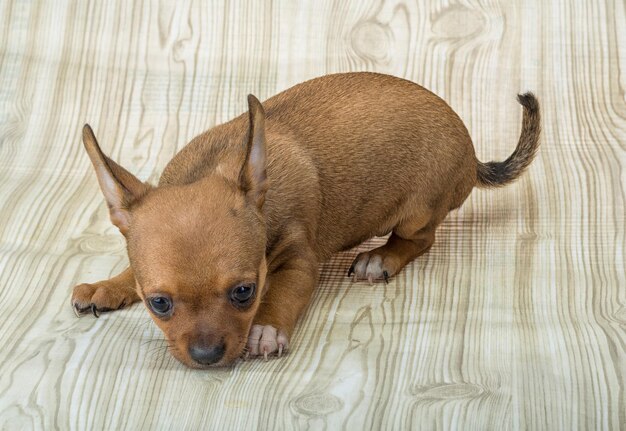 Chihuahua puppy