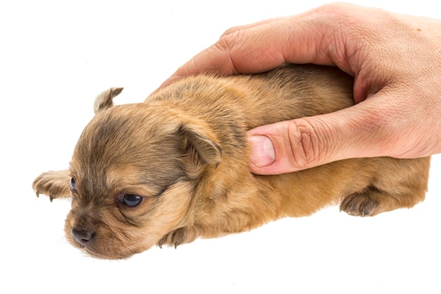 Chihuahua puppy