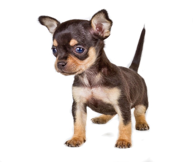 Chihuahua puppy