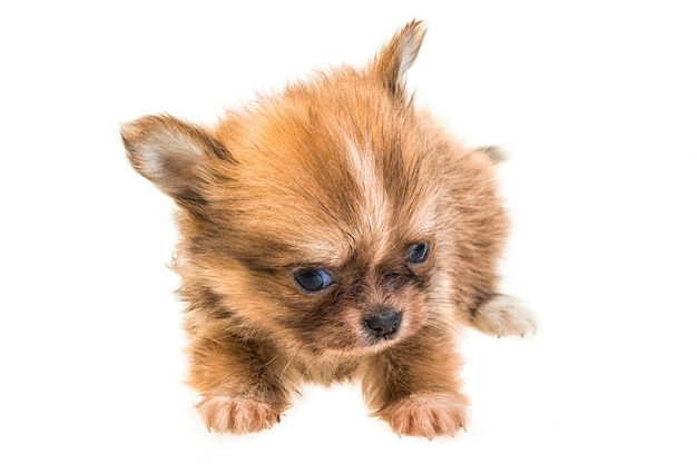 Chihuahua puppy