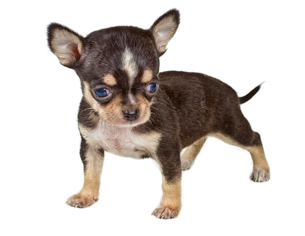 Chihuahua puppy