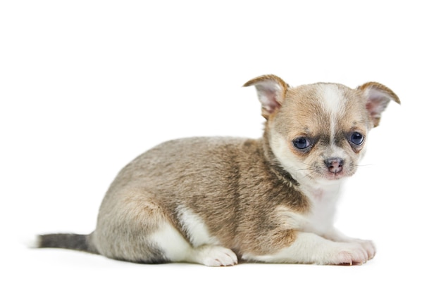 Chihuahua pups, geïsoleerd. Kleine schattige hond op wit