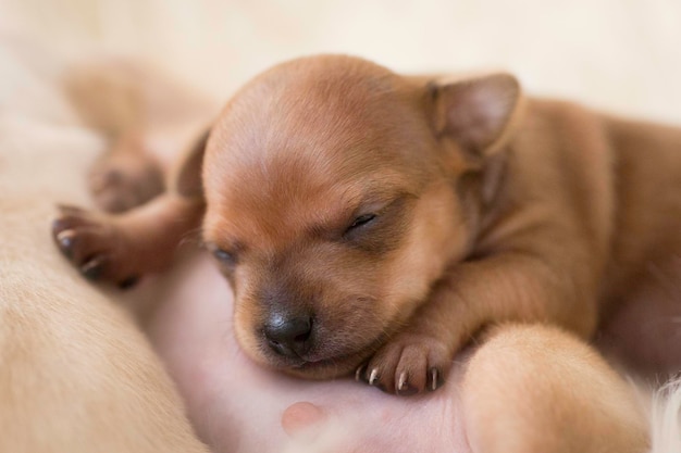 Chihuahua puur ras Pasgeboren super lieve puppy's slapen studio foto huisdier fotografie