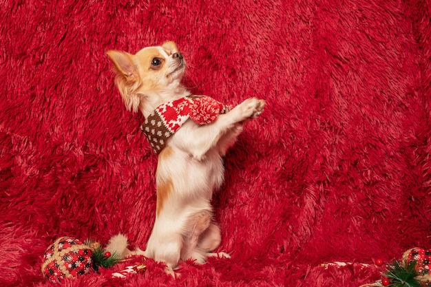 Chihuahua on a red fluffy background with New Year's toys. Christmas holiday and dog.