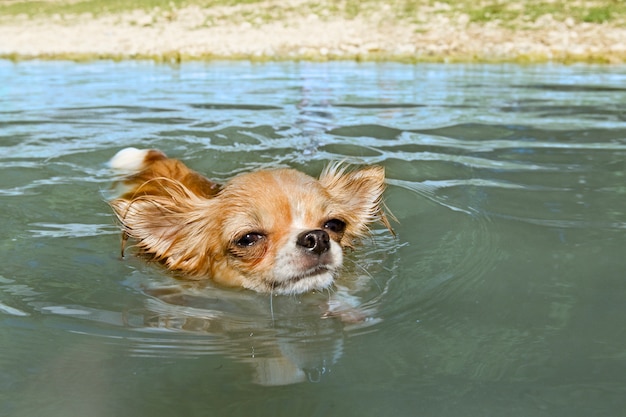 Chihuahua in the river