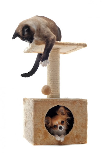 Chihuahua e gatto siamese