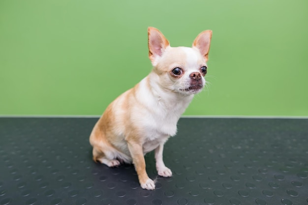 chihuahua sits on the dog table in the groomer salon Little cute dog