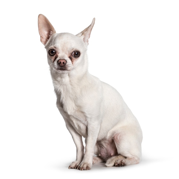 Chihuahua sitting against white background