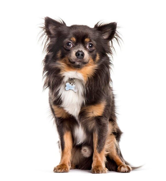 Chihuahua sitting against white background